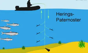 Silhouette eines Anglers auf einem Boot, der mit einer Paternoster-Montage auf Heringe angelt. Mehrere Heringe schwimmen im Wasser.