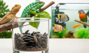 Szklany pojemnik pełen czarnych larw, obok jaszczurka i kameleon. W tle akwarium z rybkami i kolorowy ptaszek. To uczta dla zwierząt, a te kijanki są jej częścią.