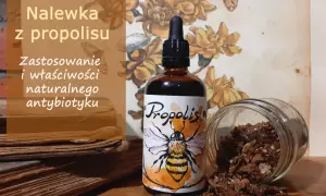 Jak stosować propolis na dziąsła, aby skutecznie wyleczyć ich stan