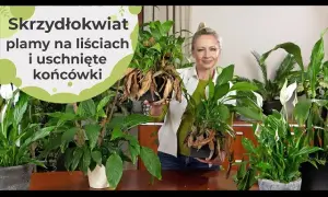 Dlaczego kwiaty skrzydłokwiatu brązowieją? Oto przyczyny i rozwiązania