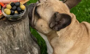 A French bulldog sniffs a bowl of olives, raising the question: can dogs eat olives?