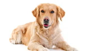 Ile je golden retriever? Odkryj idealne porcje dla psa