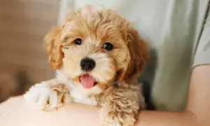 Uroczy szczeniak Maltipoo z wystawionym językiem, trzymany w ramionach.