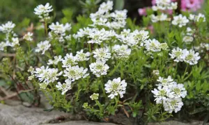 Ein Meer aus weißen Schleifenblumen, bereit zum Schneiden für einen Frühlingsstrauß.