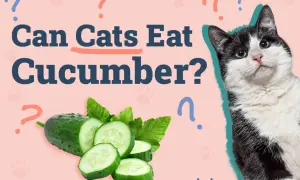 A black and white cat looks at sliced cucumbers, with the text "Can Cats Eat Cucumber?" on a pink background.