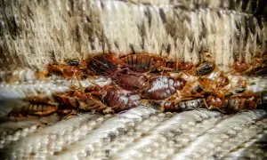 A close-up shows a cluster of bed bugs, the likely reason why is my bed itchy.