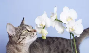 A tabby cat curiously sniffs white orchids, raising the question: are orchids toxic to cats?