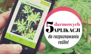 Aplikacja do rozpoznawania roślin po zdjęciu identyfikuje pelargonię pachnącą. 5 darmowych aplikacji do rozpoznawania roślin.