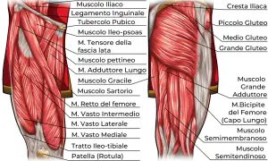 Anatomia dettagliata dei muscoli delle cosce, con etichette che indicano i nomi dei vari muscoli come il Grande Gluteo e il Retto del femore.