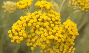Racimos de flores amarillas, como pequeñas pompas de jabón, que parecen una **siempre viva** en el campo.