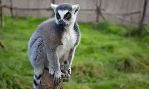 Lemur siedzi na pniu w zoo w łącznej, z zaciekawieniem obserwując otoczenie.