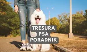 Szczęśliwy szczeniak samoyed obok właściciela. Poradnik "Tresura psa" pomoże Ci jak wychować szczeniaka.