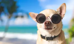 Chihuahua w okularach przeciwsłonecznych na plaży. Zastanawiasz się, gdzie wyrobić paszport dla psa na wakacje?
