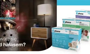 Gdzie kupić Głupi Jaś dla psa? Skuteczne leki na stres i ból