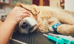 Pies rasy golden retriever leżący na stole weterynaryjnym, z ręką głaszczącą go po głowie. Widoczne wenflon i strzykawki.