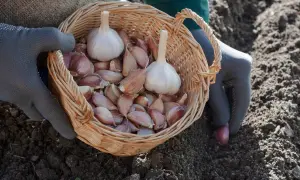 Rękawiczki w dłoniach trzymają koszyk pełen ząbków czosnku słoniowego do sadzenia. Jeden ząbek właśnie trafia do ziemi.