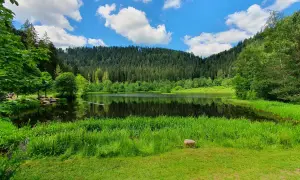 Idyllischer See mit Spiegelung im Schwarzwald, umgeben von üppigem Grün und einem dichten Nadelwald.