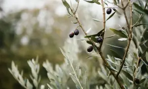 Olive nere gocciolanti su un ramo, promessa del miglior olio del Gargano.
