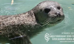 Zwierzęta Bałtyku: odkryj foki, morświny i tajemnice naszego morza