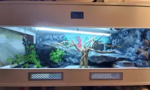 Jak zrobić terrarium dla agamy – uniknij najczęstszych błędów