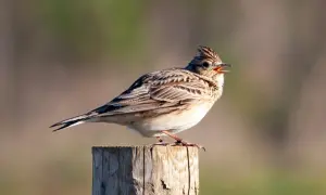 Skowronek gdzie zimuje? Odkryj zaskakujące miejsca jego migracji