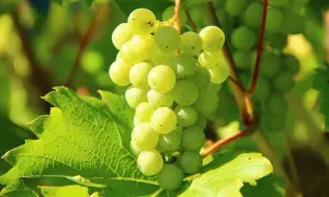 Kiedy zbierać winogrona na wino, aby uzyskać najlepszą jakość?