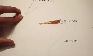 Jak zrobić zestaw drop shot: przypon z przynętą i ołowiem, połączone węzłem Alberto. Długość przyponu 20-40 cm.
