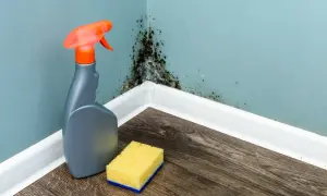 Pleśń na ścianie? Zobacz, jak usunąć pleśń ze ściany – domowe sposoby. Spray i gąbka czekają na użycie.