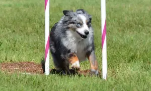 Ein Mini Australian Shepherd mit schwarz-grauem Fell und bunten Augen rennt durch einen Agility-Parcours.