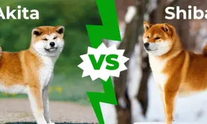 Akita vs Shiba: Kluczowe różnice, charakter, koszty. Który pies dla Ciebie?