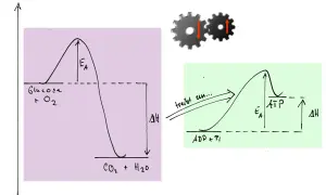 Energieprofile: Glucoseverbrennung (links) und ATP-Synthese (rechts), die durch die Gibbs-Helmholtz-Gleichung beschrieben werden könnten. Zahnräder symbolisieren Kopplung.