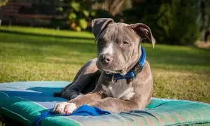 Amstaff: Wychowanie i szkolenie Zrównoważony pies to klucz!