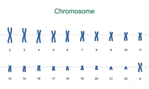 Zestawienie chromosomów ludzkich, od 1 do 22, plus chromosomy płci X. Każdy chromosom ma charakterystyczny kształt litery X.