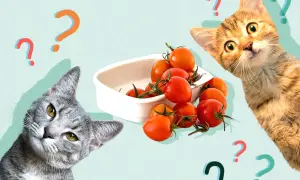 Two curious cats ponder a bowl of cherry tomatoes, surrounded by question marks. Can cats eat tomatoes?