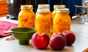 Vorbereitung für das Pfirsiche einkochen: Gläser gefüllt mit Pfirsichspalten, frische Früchte, ein grüner Trichter und rote Einmachringe liegen bereit.