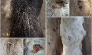 Widoczne objawy świerzbu u koni: zmiany skórne, rany i strupy na sierści.