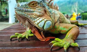 Iguana verde con escamas detalladas y garras afiladas, descansando sobre madera. ¿Qué comen las iguanas? Principalmente plantas.