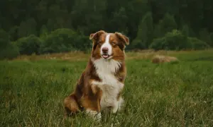 Ein braun-weißer Australian Shepherd sitzt im Gras. Seine Schulterhöhe ist typisch für diese Rasse.