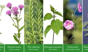 Pospolite chwasty polne: Identyfikacja, zwalczanie i zaskakujące zastosowania