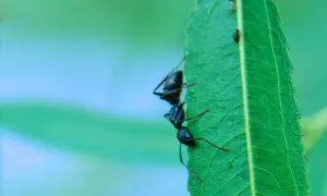 Ameise krabbelt auf einem grünen Blatt. Was tun gegen Ameisen im Hochbeet?