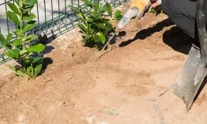 Sadzenie laurowiśni na żywopłot: co ile sadzić? Dłonie w rękawiczkach sadzą młode krzewy przy siatce.