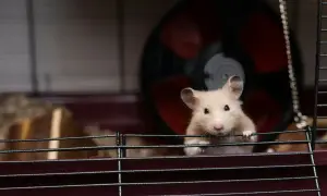 Jasny chomik syryjski o kremowym futerku wygląda zza prętów klatki. W tle kołowrotek.
