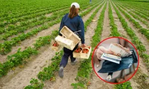 Ile można zarobić na borówkach w Niemczech? Zaskakujące fakty o wynagrodzeniu