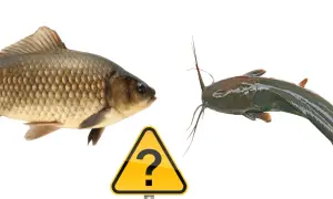 Karp i sum patrzą na siebie, a między nimi znak zapytania. Czy to glapa ryba?