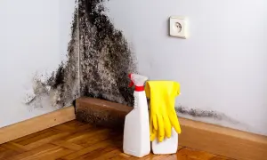 Schwarzer Schimmel an der Wand, bereit, ihn mit Reinigungsmitteln und Handschuhen zu entfernen.