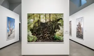 Radici maestose e alberi secchi in mostra, opere di Mitch Epstein che catturano la forza della natura.