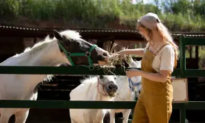 Dziewczyna karmi konie sianem. Czy na konia trzeba mieć prawo jazdy? Nie, ale trzeba mieć serce dla tych zwierząt.
