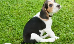 Jak wytresować beagle'a? Opanuj jego naturę i naucz posłuszeństwa