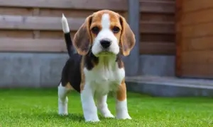 Szczeniak beagle, jeden z najłagodniejszych psów dla dziecka z włosami, stoi na trawie.