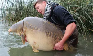 Junger Mann hält riesigen Karpfen im Wasser, ein toller Fang beim Angeln in Frankreich nahe der deutschen Grenze.